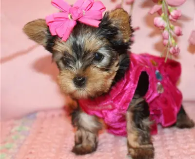 Minyatür Yorkshire Terrier Yavruları