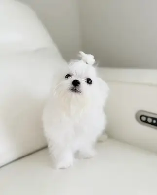 Petit Mâle Maltese de Ligne Coréenne Taille Teacup