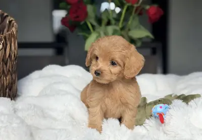迷你拉布拉多犬
