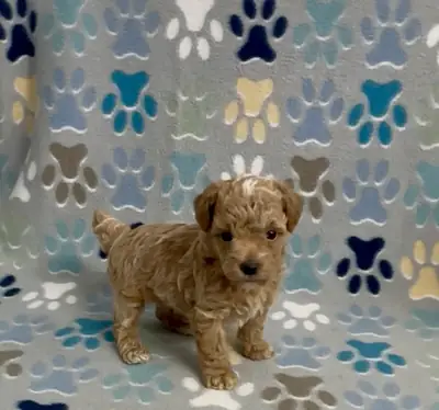 Poodle - Toy puppies to good home