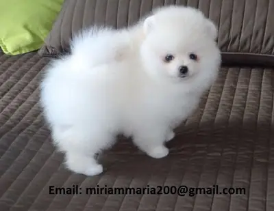 两只超棒的迷你博美犬幼犬