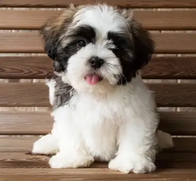 Adorable Male And Female Shih Tzu Puppies 