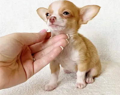 Chihuahua Yavru 12 haftalık CHIHUAHUA,