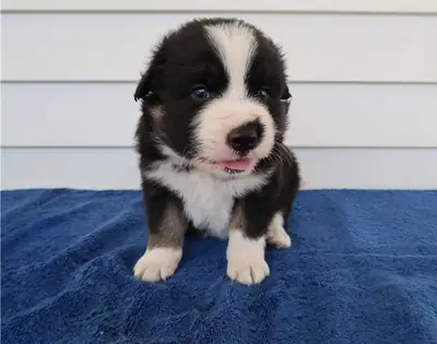 澳大利亚牧羊犬小狗寻找永久家