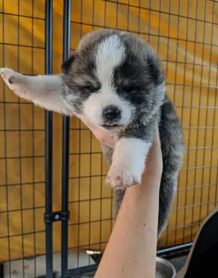 Sevimli Japon Akita Ayı Baş Kız ve Oğul