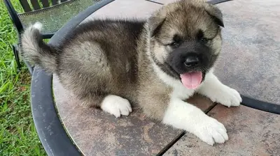 harika Akita yavruları dişi ve erkek