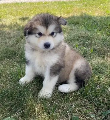 Щенки алaskan malamute зарегистрированные в Кеннел Клубе на продажу