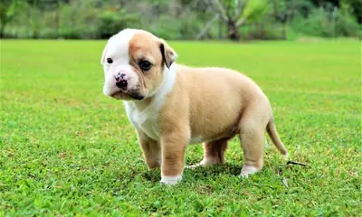 Superbes chiots American Bulldog
