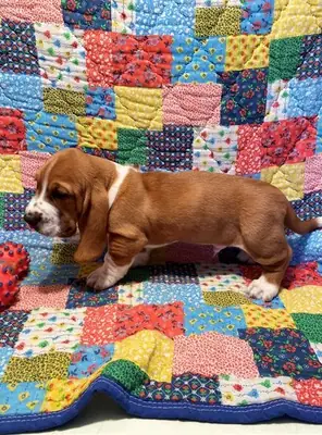 Chiots Basset Hound.