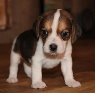 Çarpıcı Beagle Yavruları