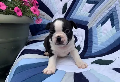 adorables chiots Boston Terrier prêts
