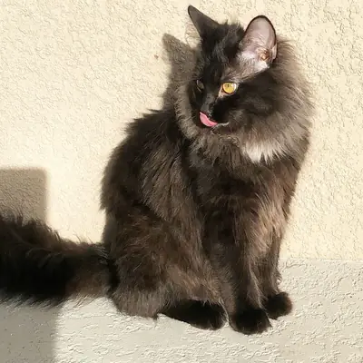 收养香提利·蒂芙尼猫 | 温顺且友好