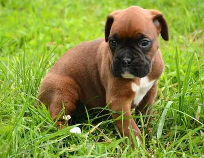 Registered Deep Red Boxer Puppies Ready Now