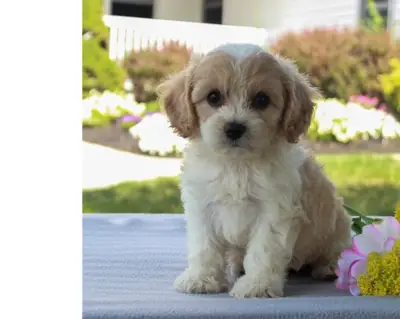 Incroyables chiots F2 Cavachon