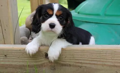 惊艳的Kc注册的骑士查尔斯王犬小狗