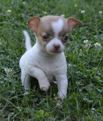 2 Cachorros Chihuahua machos y hembras