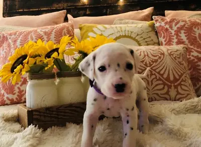 Quality kc registered Dalmatians puppies available  