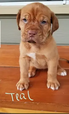Preciosos cachorros Dogue De Bordeaux en adopción