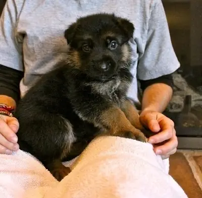Cachorro Pastor Alemán Negro y Marrón