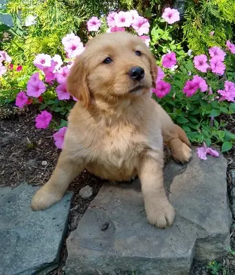 惊艳的金毛寻回犬幼犬