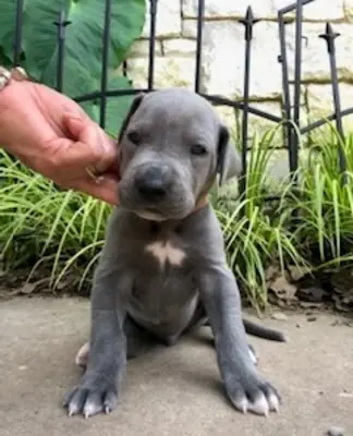 Cachorros de Gran Danés Kc Reg Criador Licenciado Listos