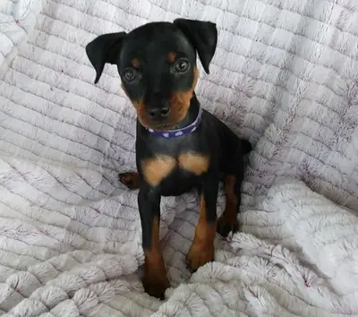 Chiots Miniature Pinscher Inscrits Kc