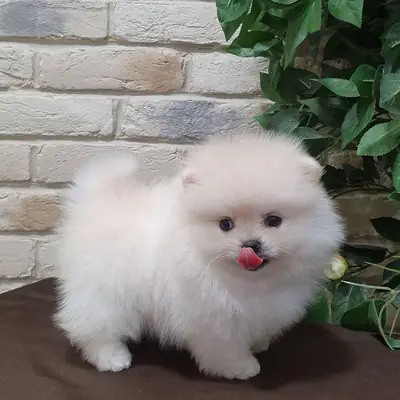 Olağanüstü Pomeranian Yavruları