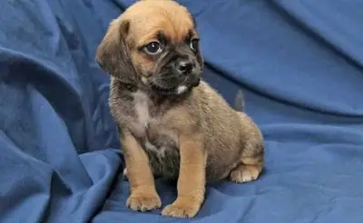 Beaux chiots Puggle