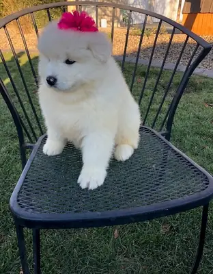 Hermosos cachorros Samoyedo en venta