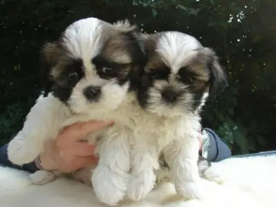 美丽的西施犬幼犬
