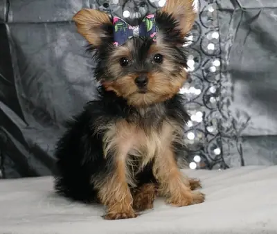 Miniature Yorkshire Terrier Puppies