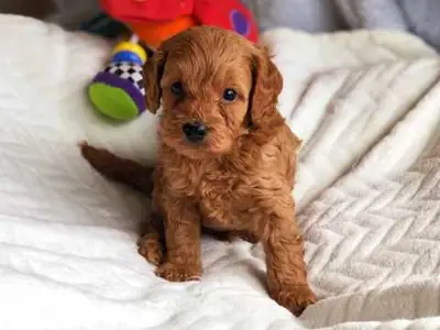 Miniature X Toy Poodle Oğlu Sadece Pra Clear