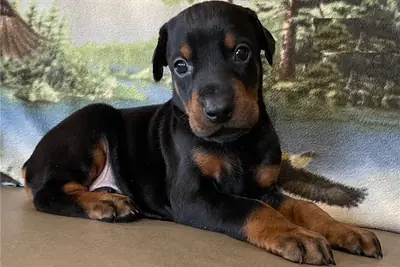 Chiots Doberman Inscrits Kc à Vendre