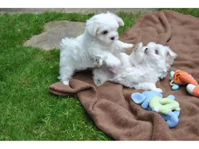 İki Teacup Maltese Yavru Köpeği Yeni Bir Aileye İhtiyaç Duyuyor