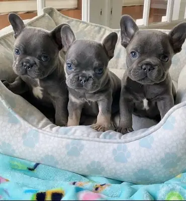 Chiot Bulldog Français de qualité AKC à adopter gratuitement !