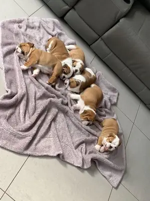 Muhteşem İngiliz Bulldog yavruları mevcut