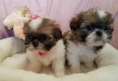 Adorable Male And Female Shih Tzu Puppies 