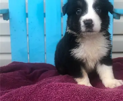 澳大利亚牧羊犬小狗寻找永远的家