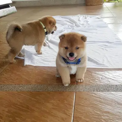 Cachorros Shiba Inu Japonés en venta