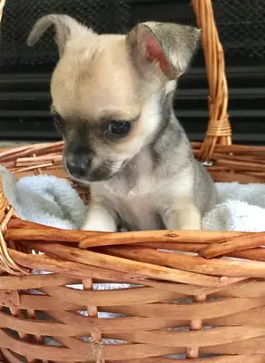 Cachorro de Chihuahua de 12 semanas