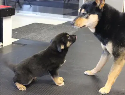 Special little Rottweiler puppies for adoption