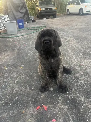 🐾✨ Bugün yeni bir hikaye başlayabilir. Bu Mastiff, sorumlu ve sevgi dolu bir yuva arıyor.