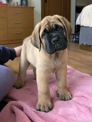 🏠🐶 一个有爱的家庭可以改变这只可爱大丹犬新阶段的开始。
