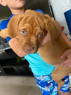 🐶✨ 一个新家庭，新的时刻和很多爱。这个大丹犬正在寻找一个负责任的家。