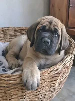 🐾❤️ 一个有责任心的家庭可以每天给这只大丹犬提供陪伴、安全和很多爱
