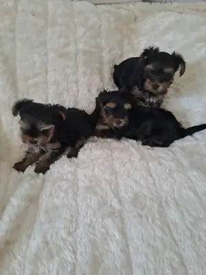 家庭饲养的布雷贝斯约克夏犬