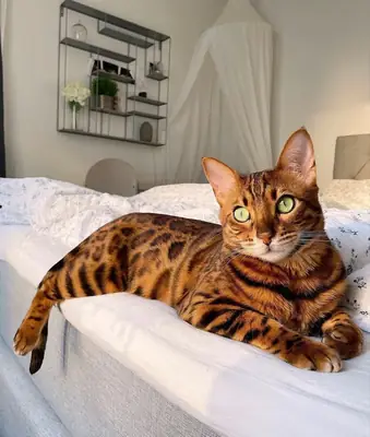 Bengal Kedisi Sahiplendirme | Oyuncu ve Sevecen