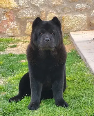 Chow Chow Ücretli Sahiplendirme | Asil ve Sessiz Köpek