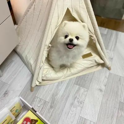 付费领养博美犬 | 小型犬种，可爱萌宠