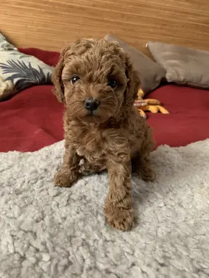 Poodle Ücretli Sahiplendirme | Zeki ve Eğitilebilir